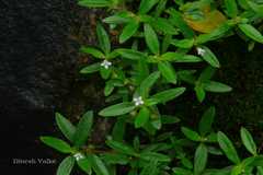 Oldenlandia corymbosa